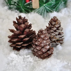 Pine Cone - 1