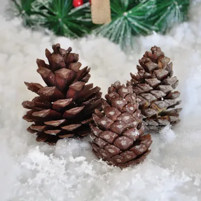 Pine Cone - 1